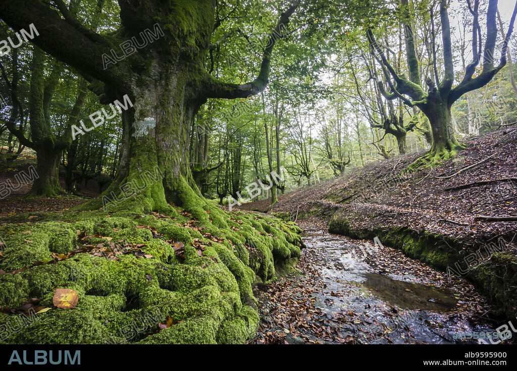 Hayedo de Otzarreta, fagus Sylvatica,parque natural Gorbeia,Alava- Vizcaya, Euzkadi, Spain.
