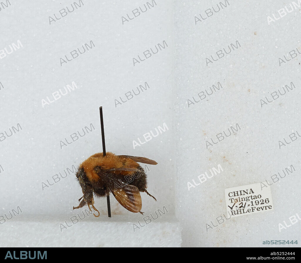 Qingdao, Shandong Sheng, China, Bombus sp., Animalia, Arthropoda, Insecta, Hymenoptera, Apidae, Apinae.