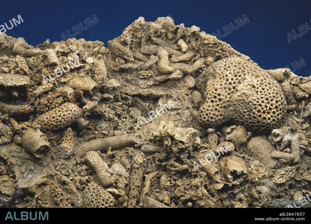 Coral fossils (Cladopora sp. and Favosites sp.) from the middle Devonian Period, Kentucky. Area: 10 cm.