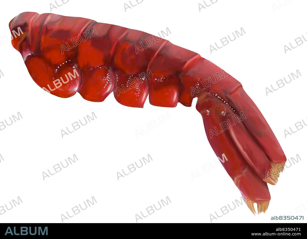 Small freshwater crustacean usually prepared like lobster; only the tail is eaten and its pinkish-white flesh is lean and delicate.