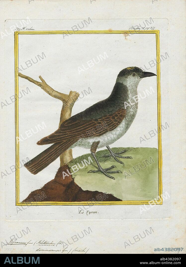 Tyrannus dominicensis, Print, The gray kingbird or grey kingbird, also known as pitirre, petchary, or white-breasted kingbird (Tyrannus dominicensis) is a passerine bird. It breeds from the extreme southeast of the United States, mainly in Florida, through Central America, from Cuba to Puerto Rico as well as eastward towards all across the Lesser West Indies, south to Venezuela, Trinidad, Tobago, the Guiana, and Colombia. Northern populations are migratory, wintering on the Caribbean coast of Central America and northern South America. Several vagrant populations are known to exist in the American Northeast., 1700-1880.