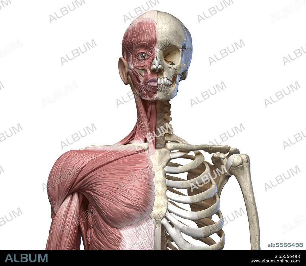 3D illustration of human torso, skeletal and muscular system. Front view on white background.
