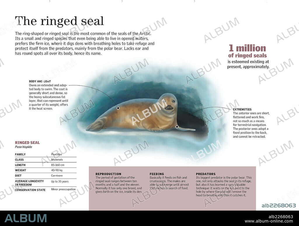 La foca anillada. Infografía sobre la morfología y las características reproductivas, hábitos alimentarios y depredadores de la morsa más común del Ártico: la anillada u ocelada (Pusa hispida).
