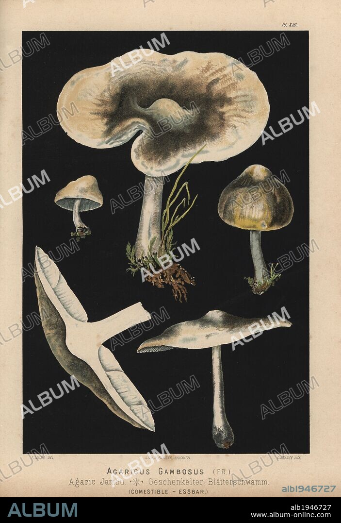 St. George's mushroom, Calocybe gambosa, Agaricus gambosus, Agaric jambu. Chromolithograph by C. Krause of an illustration by Fritz Leuba from "Les champignons comestibles et les especes vénéneuses avec lesquelles ils pourraient etre confondus" (Edible mushrooms and the poisonous species they should not be confused with), Delachaux et Niestle, Neuchatel, Switzerland, 1890, lithographed by H. Furrer. Fritz Leuba (1848-1910) was a mycologist and artist from Neuchatel, Switzerland.