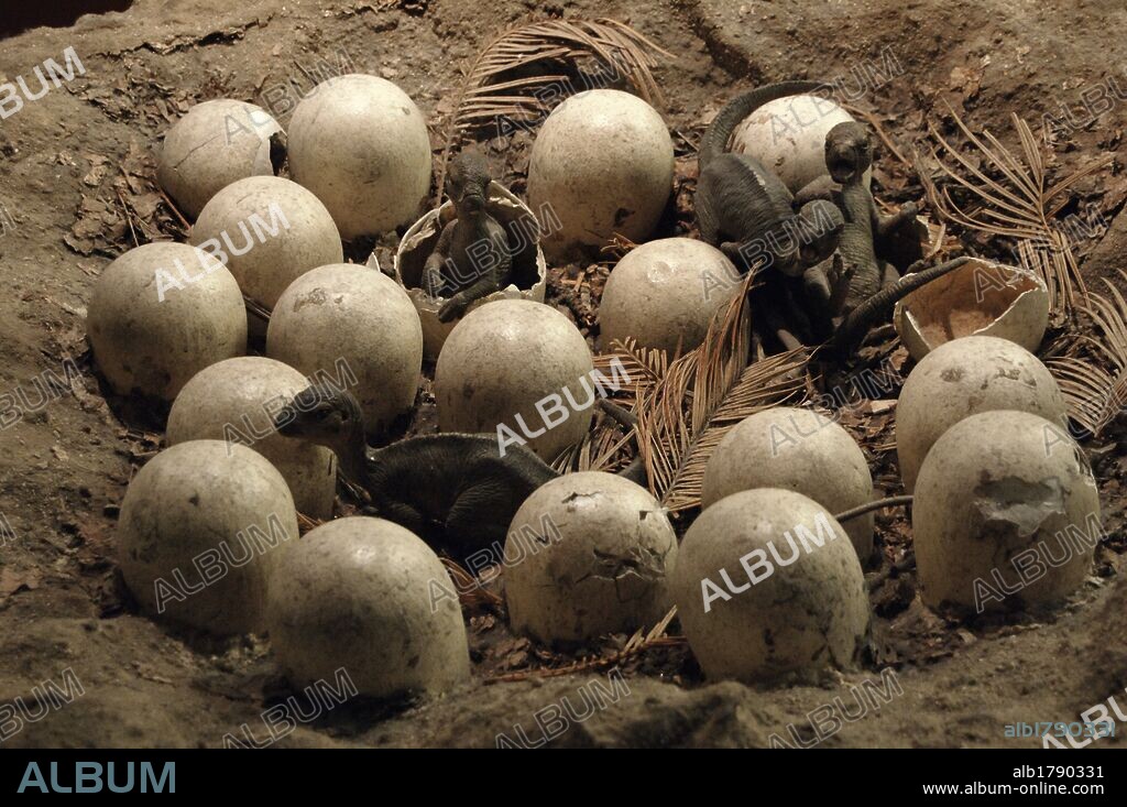 Reconstruction of a nest with eggs of Maiasaura peeblesorum, ornithopod dinosaur. Upper Cretaceous. Campanian. 80-70 million years. Natural History Museum. London. United Kingdom.