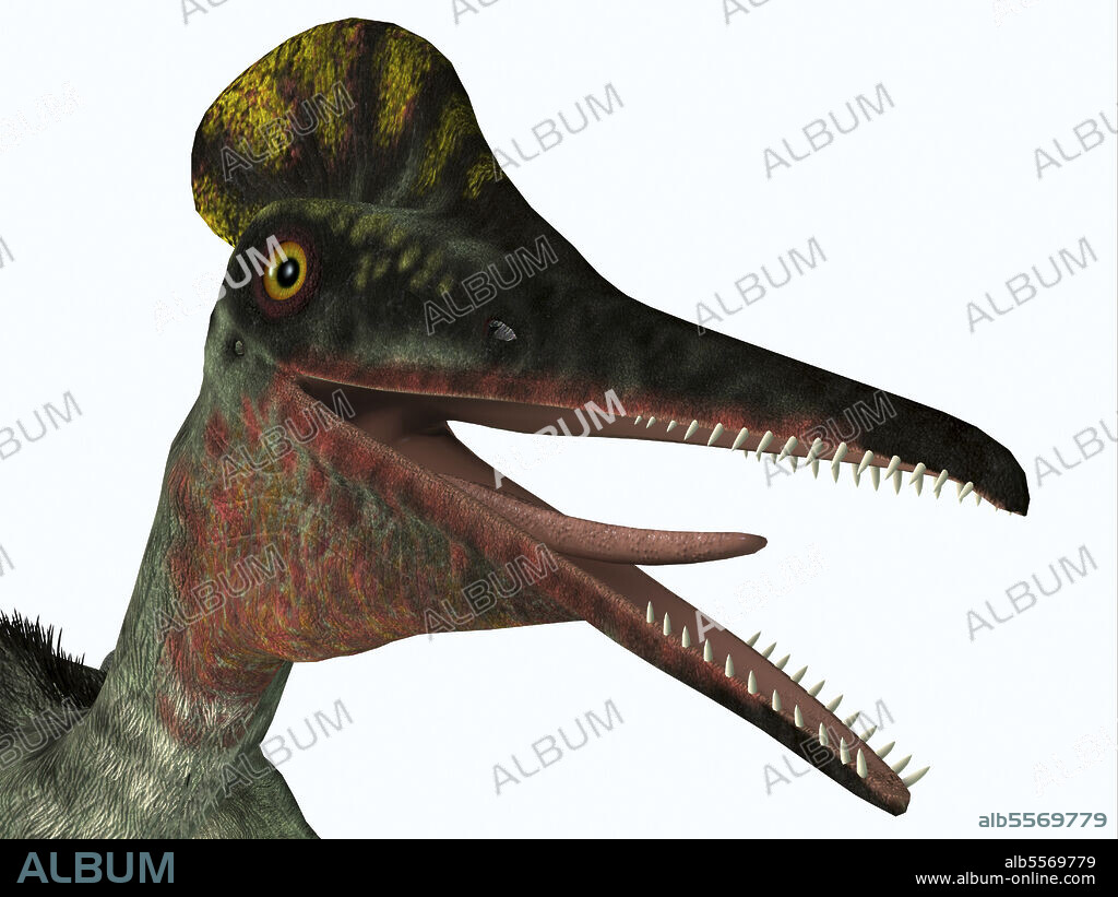 Pterodactylus portrait. Pterodactylus was a carnivorous predatory bird that lived in Bavaria, Germany during the Jurassic Period.