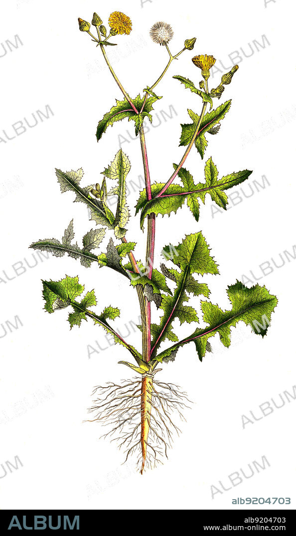 Gemüse-Gänsedistel, Sonchus oleraceus ist eine Pflanzenart aus der Familie der Korbblütler, Asteraceae, Kohl-Gänsedistel oder Gewöhnliche Gänsedistel / Sonchus oleraceus is a species of flowering plant in the dandelion tribe Cichorieae of the daisy family Asteraceae, native to Europe and Western Asia. It has many common names including common sowthistle, sow thistle, smooth sow thistle, annual sow thistle, hare's colwort, hare's thistle, milky tassel, milk thistle, soft thistle, historical, digital improved reproduction of an original from the 19th century / digital restaurierte Reproduktion einer Originalvorlage aus dem 19. Jahrhundert, genaues Originaldatum nicht bekannt.
