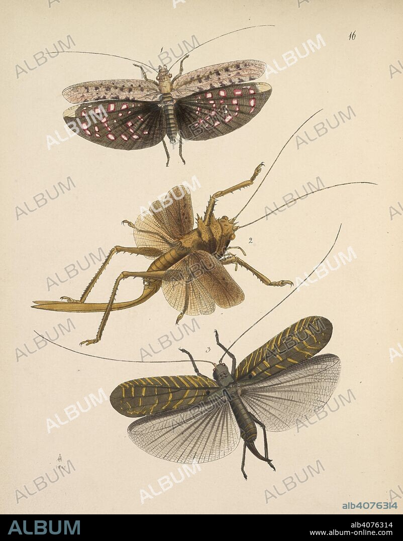 JOHN OBEDIAH WESTWOOD. Orthoptera is an order of insects with paurometabolous or incomplete metamorphosis, including the grasshoppers, crickets, cave crickets, Jerusalem crickets, katydids, weta, lubber, Acrida, and locusts. (ORDERâ€” ORTIIOPTERA. Sectioxâ€” Saltatokia. Familyâ€” Grtllidj  FIGURE I: PHANEROPTERA PERLARIA. FIGURE 2: MEGALODON ENSIFER. The Cabinet of Oriental Entomology; being a selection of some of the rarer and more beautiful species of Insects, natives of India and the adjacent islands. London, 1848. Source: 1258.k.17 plate 16.