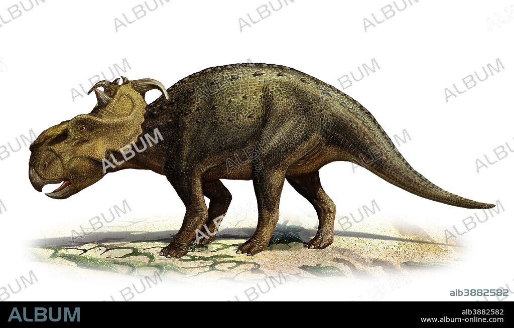Pachyrhinosaurus canadensis, a prehistoric era dinosaur from the Late Cretaceous period.