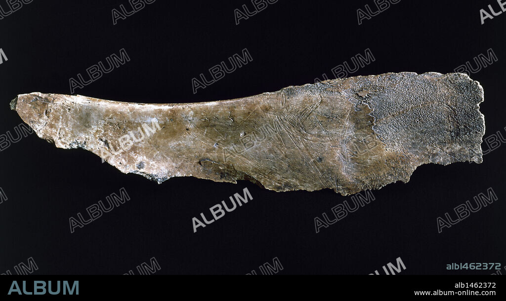 ARTE PREHISTORIA. PALEOLITICO. ESPAÑA. PALEOLITICO SUPERIOR (35.000-10.000 a.C.). ARTE MUEBLE. "OMOPLATO GRABADO DEL CASTILLO". Representa la figura de una CIERVA grabada con trazo múltiple estriado realizada con buril o algún tipo de raspador. Museo Arqueológico Nacional. Madrid. España.
