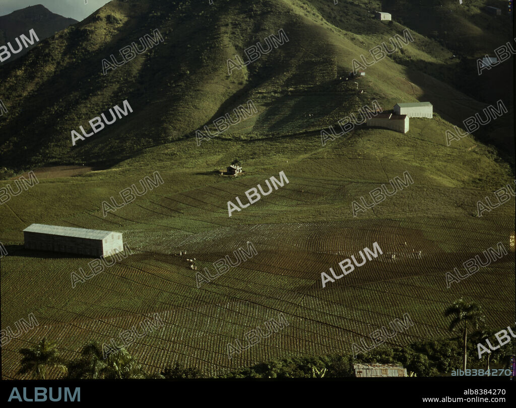 JACK DELANO. Cultivating tobacco at the [Puerto Rico Reconstruction Administration] experimental area, vicinity of Cayey, Puerto Rico.