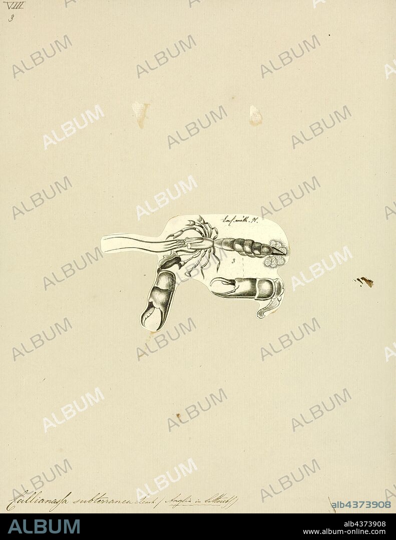 Callianassa subterranea, Print, Callianassa subterranea is a species of burrowing ghost shrimp. This species is known by such generic common names as "mud shrimp" and "ghost shrimp".