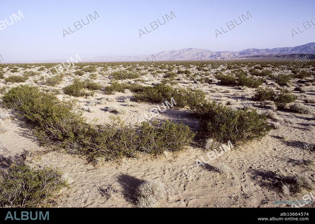 King Clone, creosote bush clonal ring (Larrea divaricata). Estimated to be about 11,700 years old, 22 miles long, CA, Mojave Desert,.