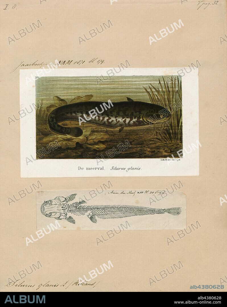 Silurus glanis, Print, The wels catfish, also called sheatfish, is