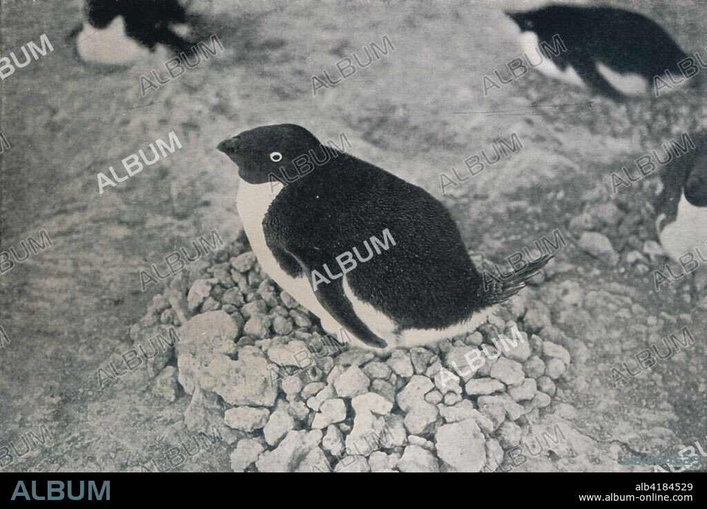 'This Penguin Has An Industrious Mate', c1911, (1913). The final expedition of British Antarctic explorer Captain Robert Falcon Scott (1868-1912) left London on 1 June 1910 bound for the South Pole. The Terra Nova Expedition, officially the British Antarctic Expedition (1910-1913), included a geologist, a zoologist, a surgeon, a photographer, an engineer, a ski expert, a meteorologist and a physicist among others. Scott wished to continue the scientific work that he had begun when leading the Discovery Expedition to the Antarctic in 1901-04. He also wanted to be the first to reach the geographic South Pole. Scott, accompanied by Dr Edward Wilson, Captain Lawrence Oates, Lieutenant Henry Bowers and Petty Officer Edgar Evans, reached the Pole on 17 January 1912, only to find that the Norwegian expedition under Amundsen had beaten them to their objective by a month. Delayed by blizzards, and running out of supplies, Scott and the remainder of his team died at the end of March. Their bodies and diaries were found eight months later. From Scott's Last Expedition, Volume II. [Smith, Elder & Co., London, 1913].