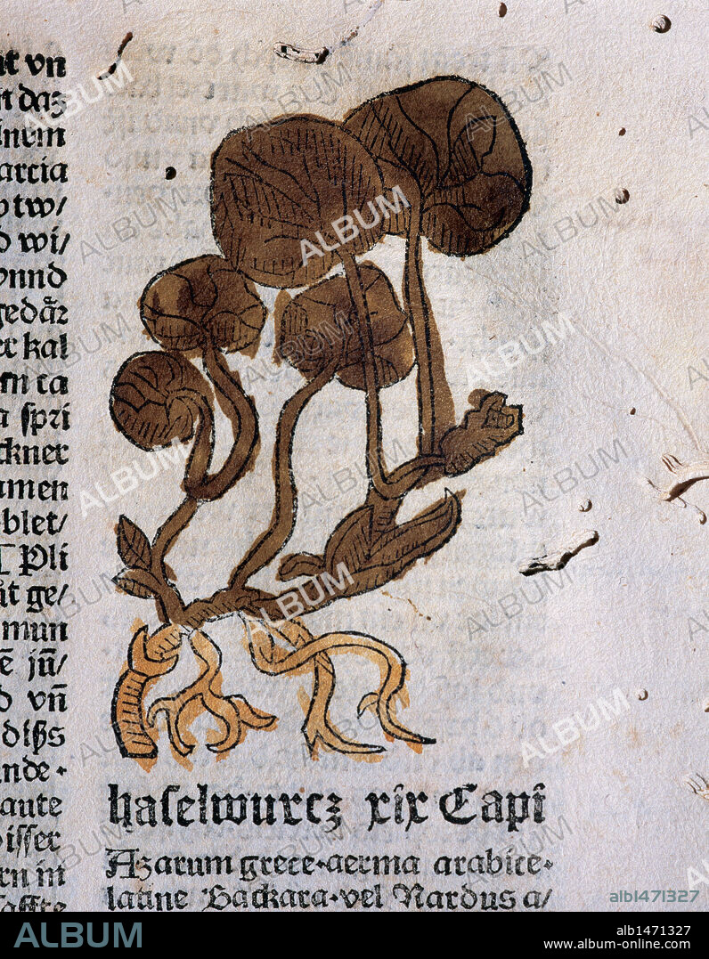 "Hortus Sanitatis". Herbario editado en 1487 por Johann Schönsperger en Augsburgo. Azarum (nombre en griego); aerma (nombre en árabe y latín). Nardo (Nardus agrestis). Se cultiva en jardines y se utiliza en perfumería. Folio13.