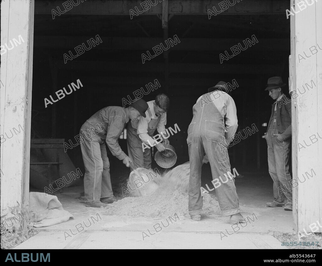 DOROTHEA LANGE. Farmers sack mixed grasshopper bait for use on their farms to control the pest. Oklahoma City, Oklahoma.