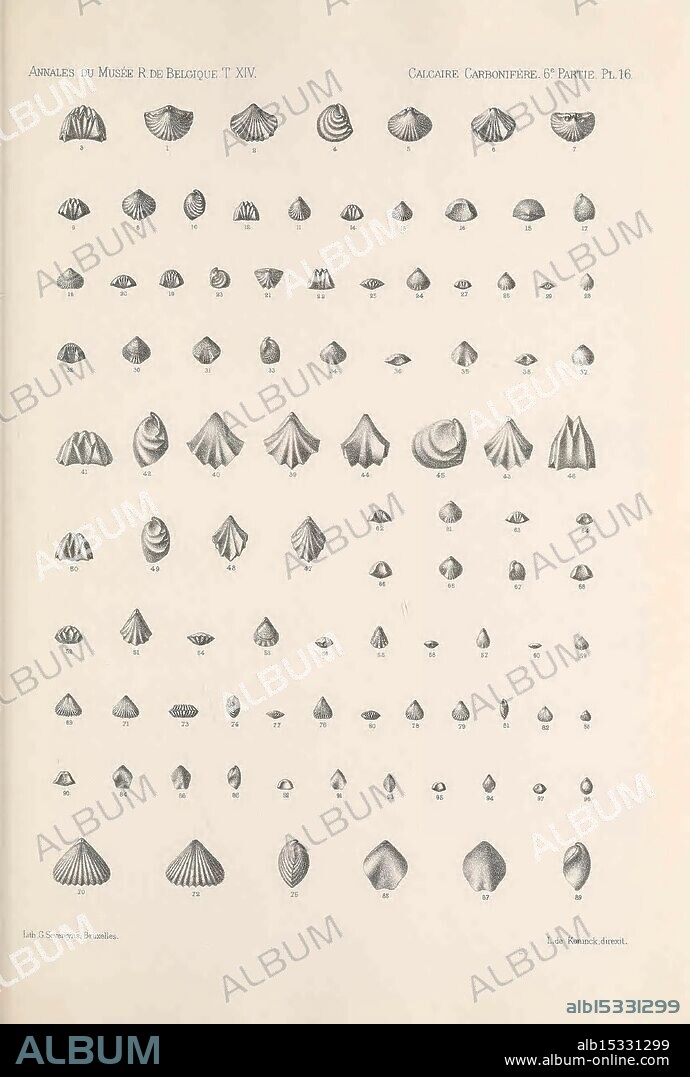 Faune du calcaire carbonifere de la Belgique Bruxelles, F. Hayez, impr, 1878-87, Belgium, brachiopod, fossil, carboniferous, fishes, fossil, mollusks, fossil, paleontology, fossils, sea, ocean, shells, A diverse array of shells is displayed in a systematic grid layout, showcasing various shapes, patterns, and sizes. The collection includes examples with smooth, ridged, and spiraled surfaces, demonstrating natural variations in color and texture. Each shell is meticulously illustrated, revealing intricate details, from the delicate lines on the surface to the unique contours of each specimen. The arrangement highlights both common and rare types, emphasizing the beauty and complexity of marine life, while also reflecting the scientific interest in cataloging and studying these natural wonders.