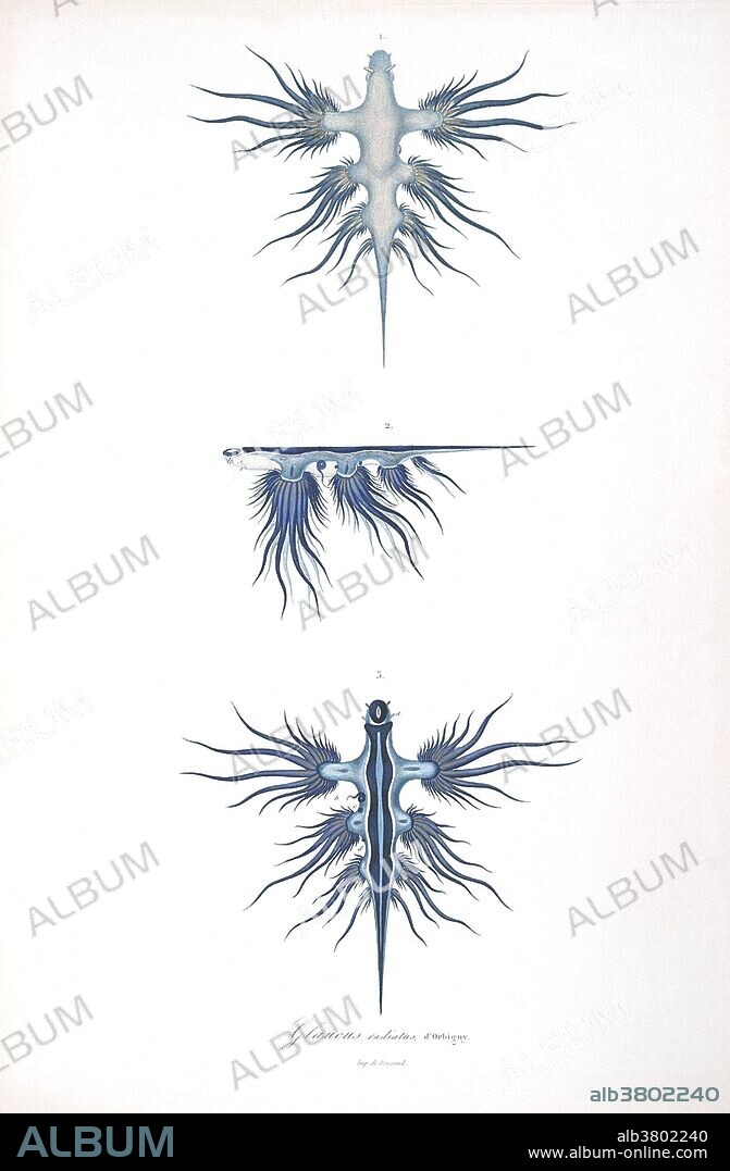 Glaucus atlanticus, a pelagic nudibranch known by a variety of common names, such as the sea swallow, blue angel, blue dragon or sea lizard. In this illustration, from the "Historia fisica, politica y natural de la isla de Cuba" by Ramon de la Sagra, 1838-1861, it was known as Glaucus radiatus. These nudibranchs float upside-down, with the dorsal view showing the foot.