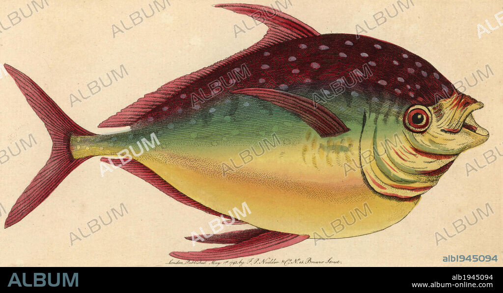 Opah fish, Lampris guttatus. Illustration signed N (Frederick Nodder).. Handcolored copperplate engraving from George Shaw and Frederick Nodder's "The Naturalist's Miscellany" 1793.. Frederick Polydore Nodder (1751~1801?) was a gifted natural history artist and engraver. Nodder honed his draftsmanship working on Captain Cook and Joseph Banks' Florilegium and engraving Sydney Parkinson's sketches of Australian plants. He was made "botanic painter to her majesty" Queen Charlotte in 1785. Nodder also drew the botanical studies in Thomas Martyn's Flora Rustica (1792) and 38 Plates (1799). Most of the 1,064 illustrations of animals, birds, insects, crustaceans, fishes, marine life and microscopic creatures for the Naturalist's Miscellany were drawn, engraved and published by Frederick Nodder's family. Frederick himself drew and engraved many of the copperplates until his death. His wife Elizabeth is credited as publisher on the volumes after 1801. Their son Richard Polydore (1774~1823) was responsible for the plates signed RN or RPN. Richard exhibited at the Royal Academy and became botanic painter to King George III. The illustrations are characterized by vivid colouring, fine detail, and a certain posed stiffness in the ornithological portraits, perhaps because they were sketched from dead specimens.