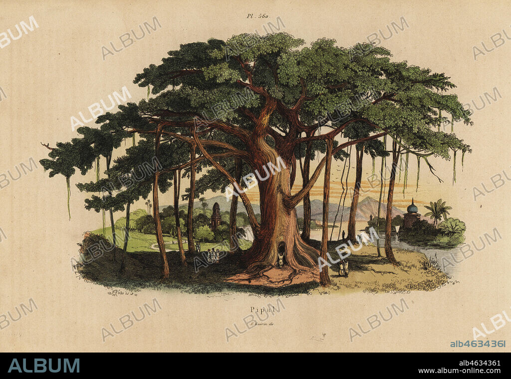 Sacred fig tree or peepal tree, Ficus religiosa. Pipal Banyan. Handcoloured steel engraving drawn and engraved by Adolph Fries from Felix-Edouard Guerin-Meneville's Dictionnaire Pittoresque d'Histoire Naturelle (Picturesque Dictionary of Natural History), Paris, 1834-39.