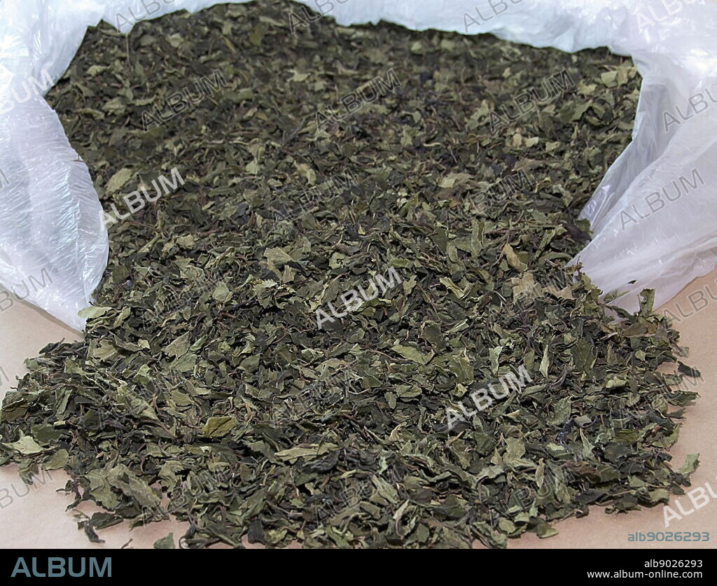 Catha edulis (khat) a plant native to the Horn of Africa, is an amphetamine-like stimulant, which is said to cause excitement, loss of appetite and euphoria.
