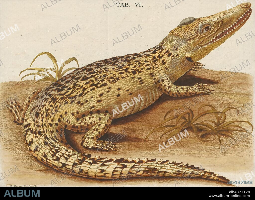 Crocodilus vulgaris, Print, Crocodylus, Crocodylus is one of three genera from the subfamily Crocodylinae of the family Crocodylidae., 1700-1880.