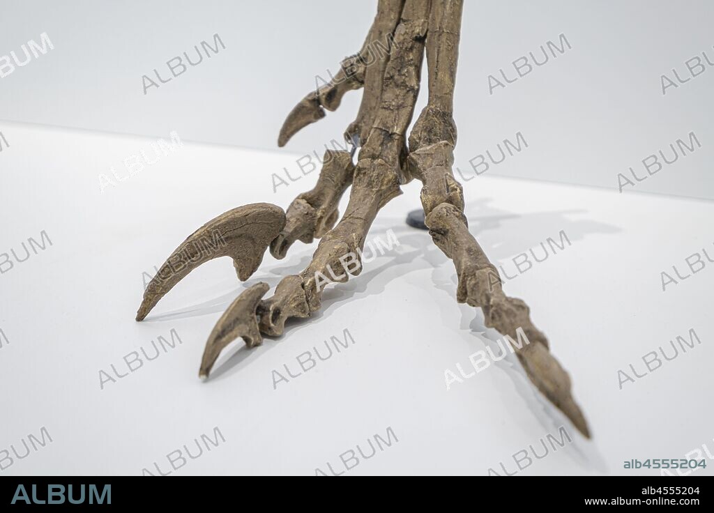 pie de velociraptor, Centro Paleontológico , Enciso, La Rioja , Spain, Europe.