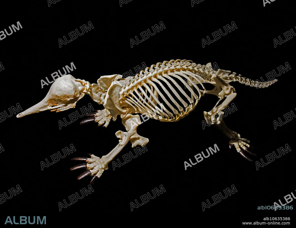 Short-beaked echidna skeleton (Tachyglossus aculeatus). Museum of Osteology, Orlando, Florida.