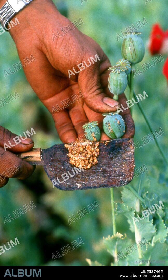 Opium poppy, Papaver somniferum, is the species of plant from which opium and poppy seeds are extracted. Opium is the source of many opiates, including morphine, thebaine, codeine, papaverine, and noscapine. The Latin botanical name means the 'sleep-bringing poppy', referring to the sedative properties of some of these opiates.
