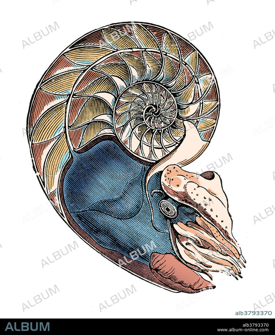 Vintage illustration of an unknown species of Nautilus, the common name of pelagic marine molluscs of the cephalopod family Nautilidae, the sole extant family of the superfamily Nautilaceae. The Nautilidae are characterized by involute or slightly evolute shells that are generally smooth, with compressed or depressed whorl sections, straight to sinuous sutures, and a tubular, generally central siphuncle. Having survived relatively unchanged for millions of years, nautiluses represent the only living members of the subclass Nautiloidea, and are often considered living fossils. This image has been colour enhanced.