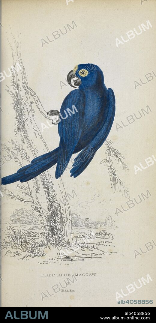 LAUDER, THOMAS DICK, SIR und JOSEPH B KIDD. Deep blue Maccaw. The Miscellany of Natural History. (Edited by Sir T. D. Lauder) ... The engravings by J. B. Kidd. Edinburgh, 1833-34. Source: 729.a.3 plate 9.