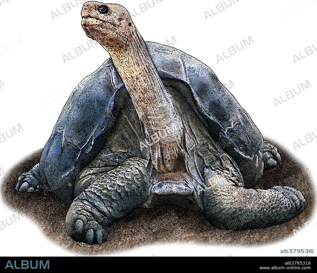 Illustration of a Pinta Island Galapagos Tortoise (Chelonoidis nigra abingdonii).