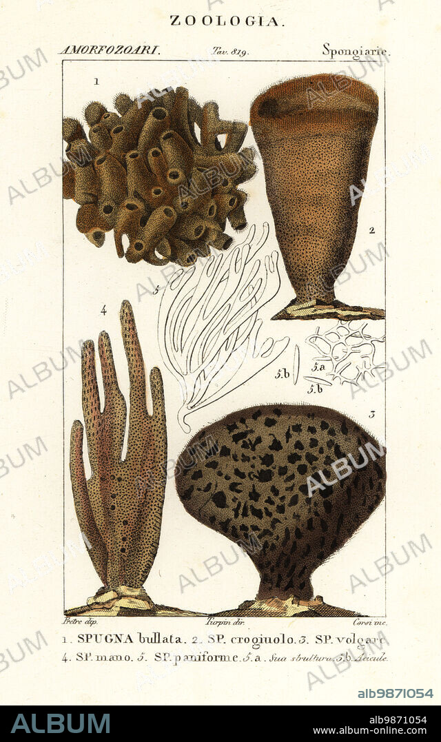 Species of marine demosponges and soft corals. Callyspongia bullata 1, Spongia crogiuolo 2, Spongia vulgare 3, Amphimedon complanata 4, Halichondria panicea 5. Spugna bullata, Spugna croginolo, Spugna volgare, Spugna mano, Spugna paniforme. Handcoloured copperplate stipple engraving from Antoine Laurent de Jussieu's Dizionario delle Scienze Naturali, Dictionary of Natural Science, Florence, Italy, 1837. Illustration engraved by Corsi, drawn by Jean Gabriel Pretre and directed by Pierre Jean-Francois Turpin, and published by Batelli e Figli. Turpin (1775-1840) is considered one of the greatest French botanical illustrators of the 19th century.