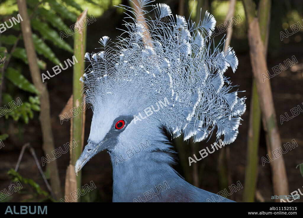Victoria crowned pigeon, Goura victoria, Papua New Guinea.