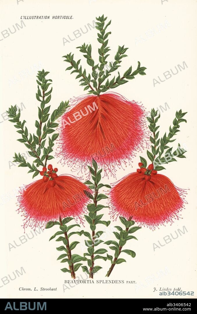 Swamp bottlebrush, Beaufortia sparsa (Beaufortia splendens). Chromolithograph by Louis Stroobant from Jean Linden's l'Illustration Horticole, Brussels, 1885.
