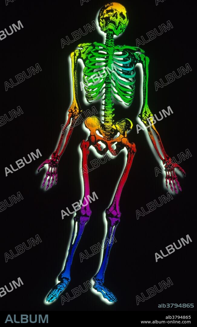 Illustration of a human skeleton, based on a drawing by Andreas Vesalius (1514-1564), the Dutch anatomist and physician who is often called the father of modern human anatomy.
