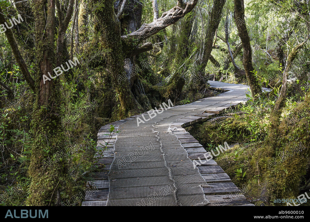 Parque Nacional Chiloé, Cucao, cordillera de la costa, archipiélago de Chiloé ,provincia de Chiloé ,región de Los Lagos,Patagonia, República de Chile,América del Sur.