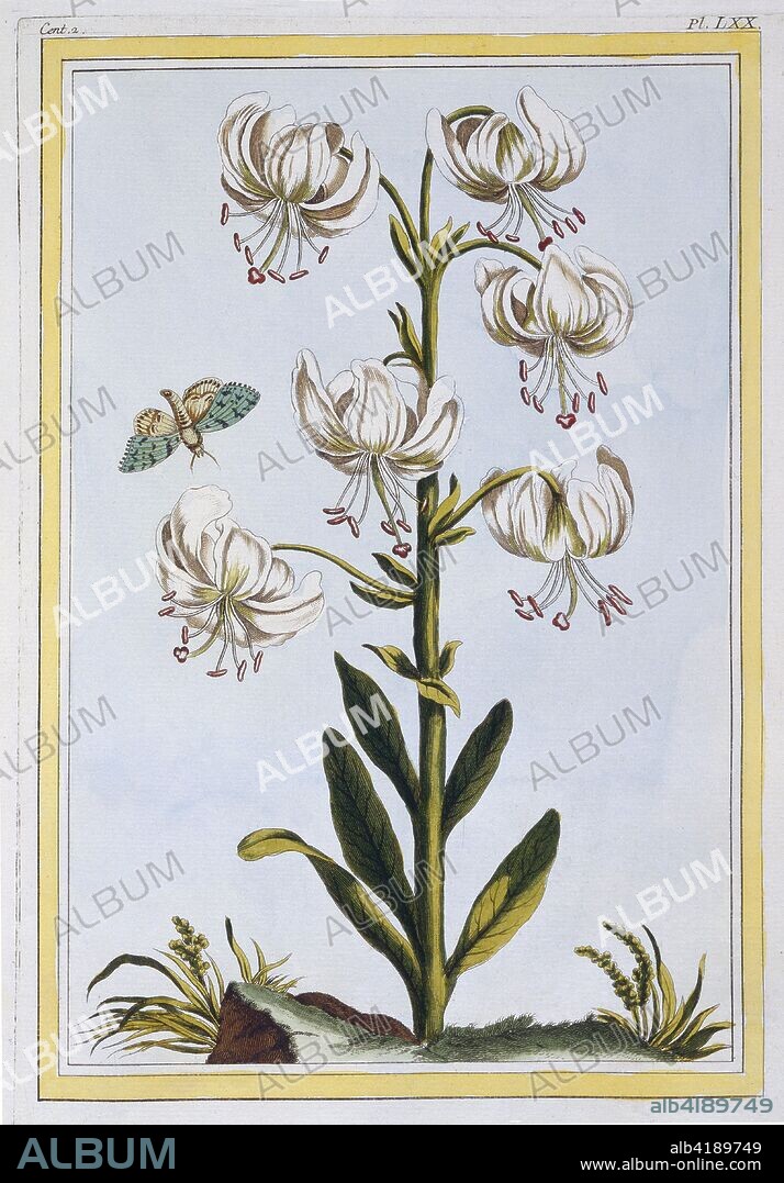 Le Martagan Blanc,  from 'Collection Precieuse et Enluminee',  pub. 1776 (hand coloured engraving). Turkscap Lily probably L. Martagan, Var:  Album.