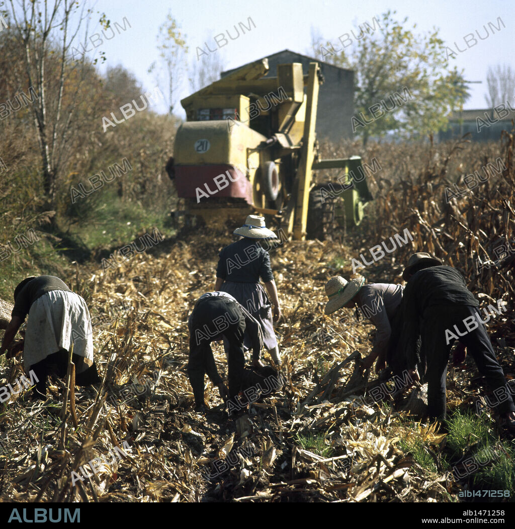 HISTORIA DE ESPAÑA. Recolección del maíz. Década años 70. S. XX. Delta del Ebro. Cataluña.