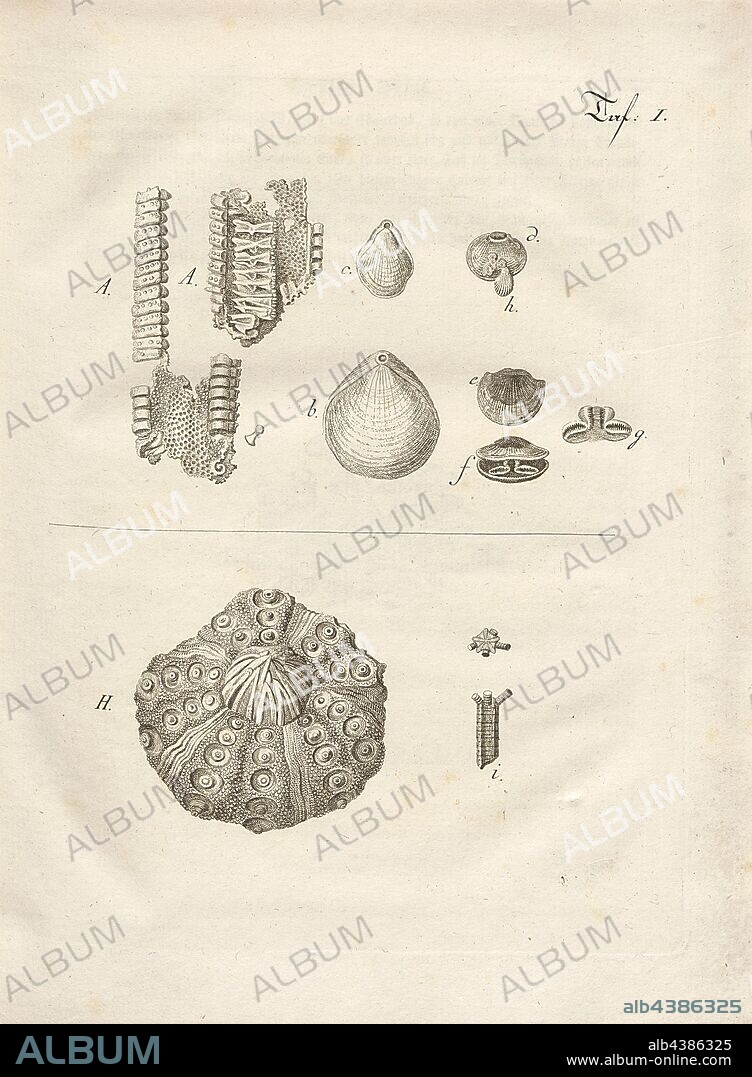 Shell fossils, Petrification of shells, echinite and others, a, copperplate, plate 1, after p. 8, Johann Gerhard Reinhard Andreae, Briefe aus der Schweiz. Nach Hannover geschrieben in dem Jare 1763. Zürich [etc.]: bei Joh. Caspar Füessli Sohn [etc.], 1776.