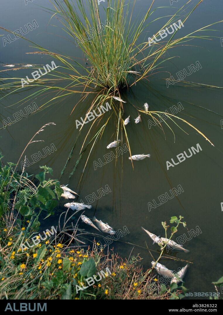 Dead fish in a pond in Cedar Swamp Wildlife Area, Delaware.