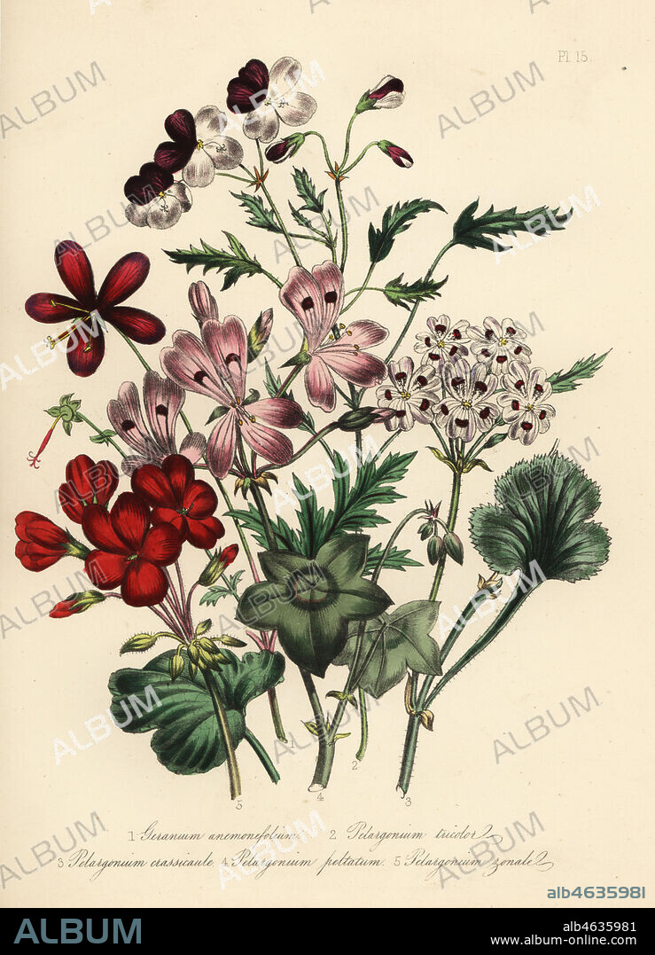 Anemone-leaved geranium, Geranium anemonefolium, three-coloured pelargonium, Pelargonium tricolor, thick-stemmed pelargonium, Pelargonium crassicaule, ivy-leaved pelargonium, Pelargonium peltatum, and horse-shoe pelargonium, Pelargonium zonale. Handfinished chromolithograph by Noel Humphreys after an illustration by Jane Loudon from Mrs. Jane Loudon's Ladies Flower Garden or Ornamental Greenhouse Plants, William S. Orr, London, 1849.