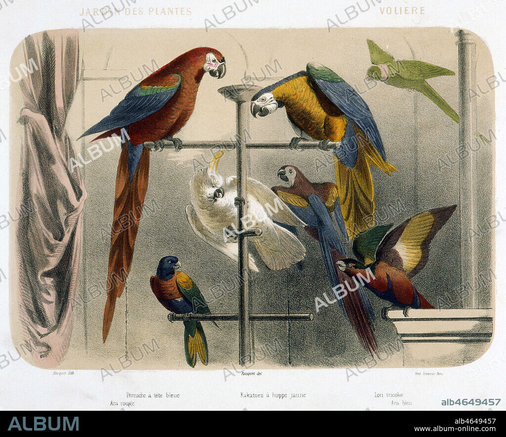 Ara rouge, perruche a tete bleue, kakatoes a huppee jaune, ara bleu, lori tricolor. Illustration par PAUQUET (19 s.) pour Le Jardin des Plantes, la Menagerie et la Vallee suisse en estampes. Credit : Collection MA/KHARBINE-TAPABOR.