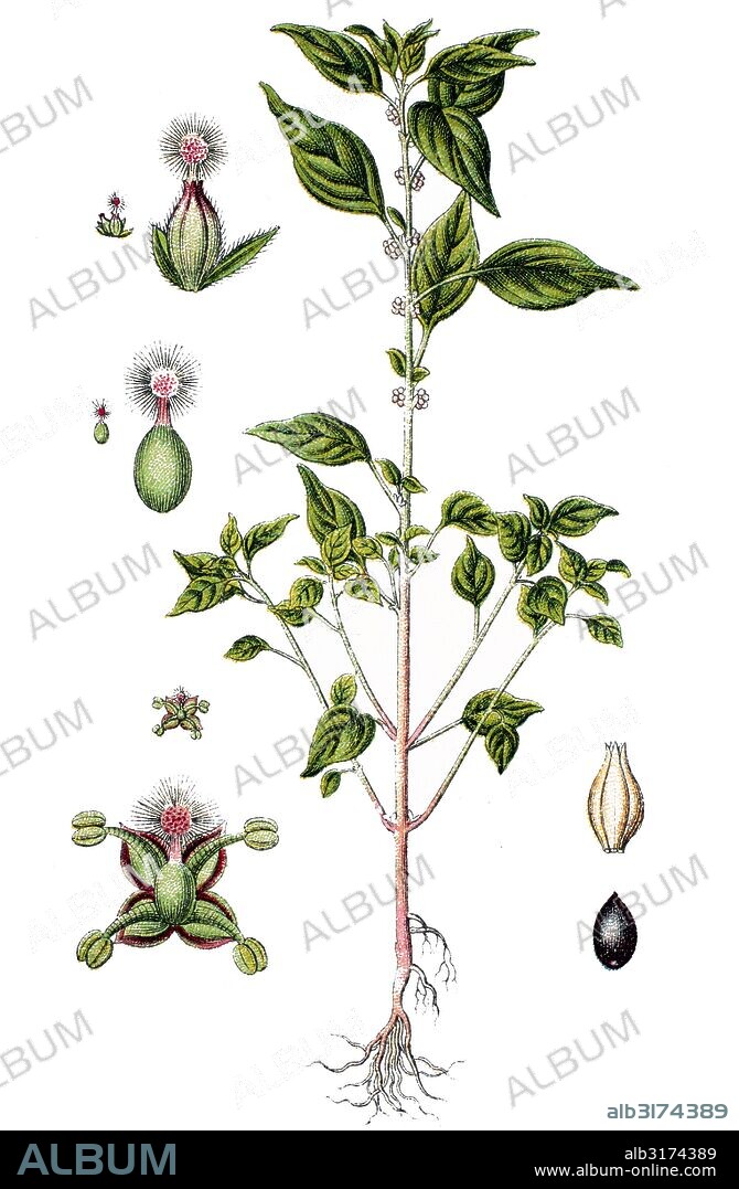 Pellitory-of-the-wall, also known as lichwort, parietaria officinalis, syn.: parietaria erecta mert. & w.d.j.koch.