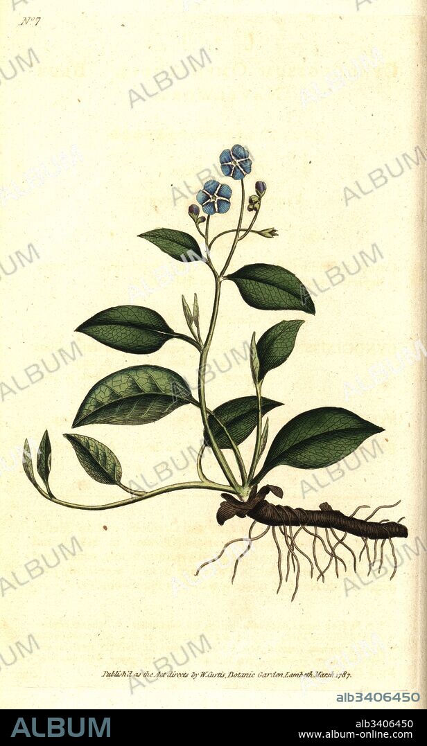 Creeping navelwort, Omphalodes verna (blue navelwort, Cynoglossum omphalodes). Handcolured copperplate engraving after a botanical illustration by James Sowerby from William Curtis' The Botanical Magazine, Lambeth Marsh, London, 1786.