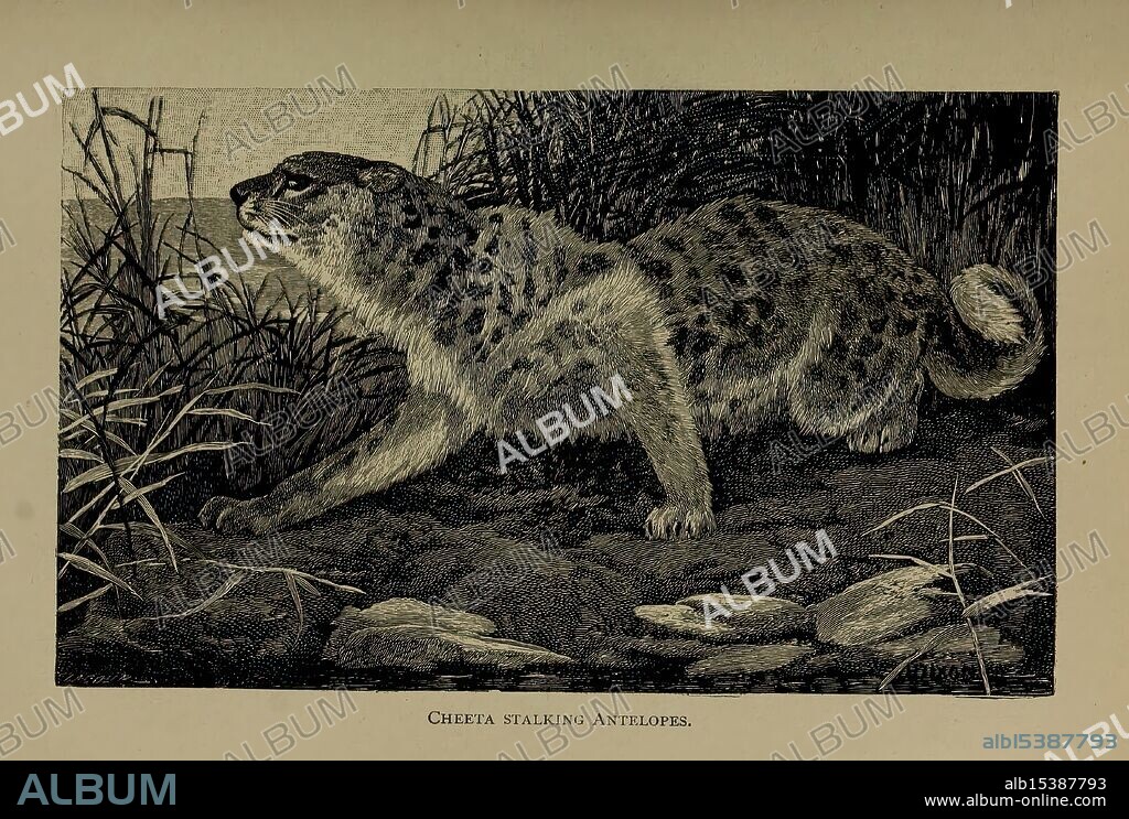 The life of animals, London, Macmillan & Co, Ltd, 1906. cheetah, mammals, The illustration depicts a cheetah in a natural setting, showcasing its slender, muscular body and distinctive spotted coat. The cheetah is captured in a dynamic pose, possibly in mid-stride or preparing to move through its environment. Surrounding the animal, textured foliage and ground elements create a sense of wilderness, emphasizing the cheetah's role as a swift and agile predator in its habitat. The attention to detail highlights the unique features of the cheetah, including its long legs and expressive face, embodying the elegance and power of this remarkable species.