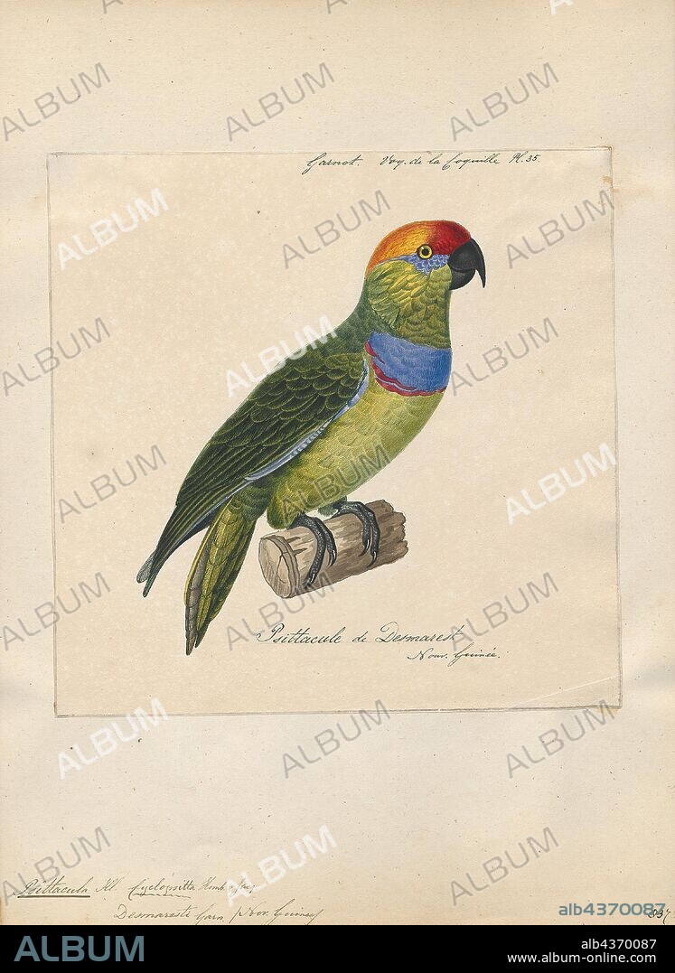 Psittacula desmaresti, Print, Members of the parrot genus Psittacula or Afro-Asian ring-necked parakeets as they are commonly known in aviculture originates found from Africa to South-East Asia. It is a widespread group, with a clear concentration of species in south Asia, but also with representatives in Africa and the islands of the Indian Ocean. This is the only genus of Parrot which has the majority of its species in continental Asia. Of all the extant species only Psittacula calthropae, Psittacula caniceps and Psittacula echo do not have a representative subspecies in any part of mainland continental Asia. The rose-ringed parakeet, Psittacula krameri, is one of the most widely distributed of all parrots., 1825-1838.