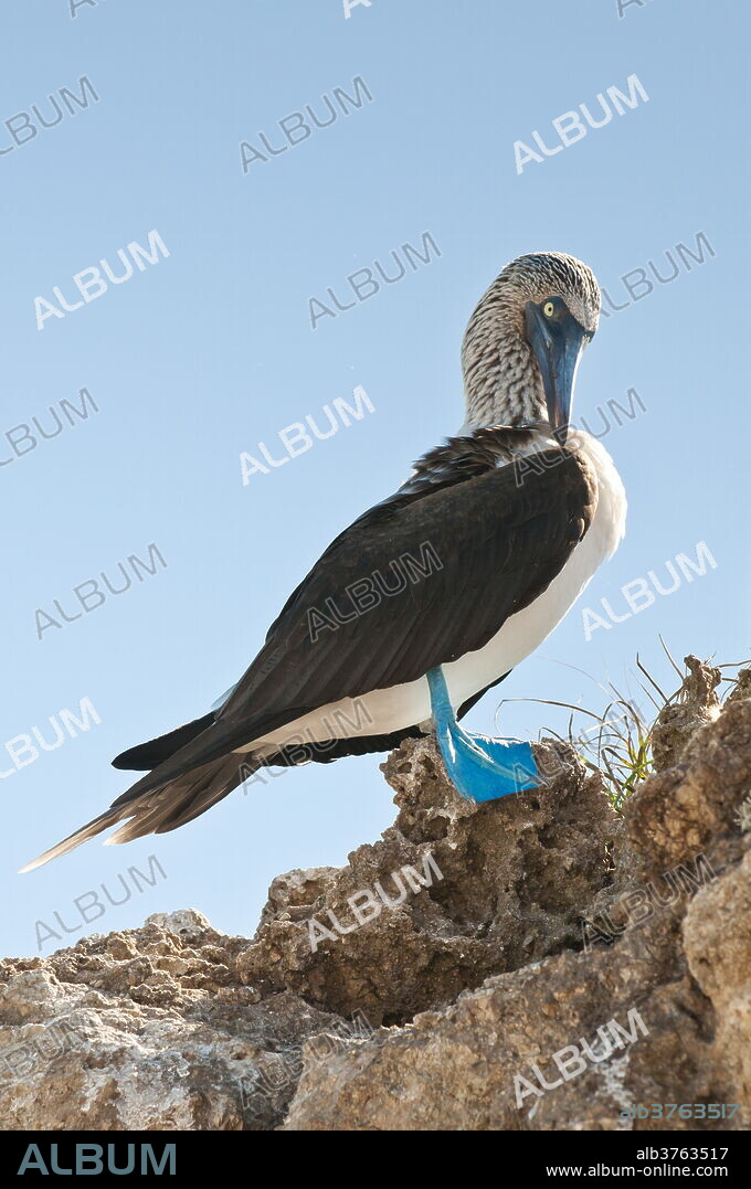 Blue-footed booby (Sula nebouxii), Isla Marietas National Park, UNESCO Biosphere Reserve, Puerto Vallarta, Jalisco, Mexico, North America.