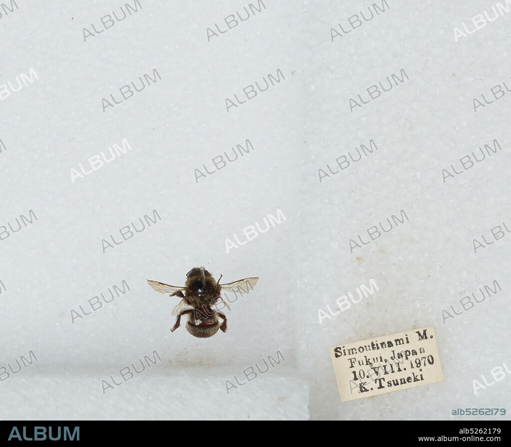 Simoutinami M., Fukui, Japan, Bombus sp., Animalia, Arthropoda, Insecta, Hymenoptera, Apidae, Apinae.